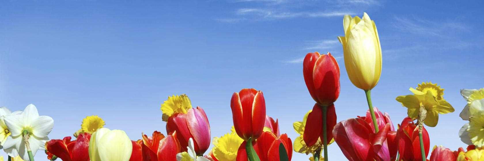 [Hotis e Pousadas em Holambra SP]